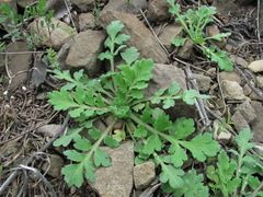 Papaver dubium stevenianum