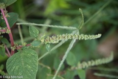 Amaranthus dubius