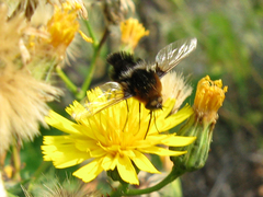 Bombylius ambustus