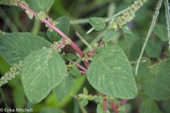 Amaranthus dubius