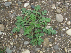 Papaver dubium stevenianum