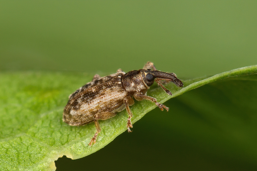 Dorytomus hirtipennis