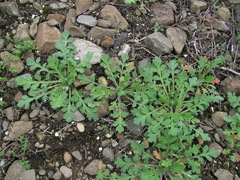 Papaver dubium stevenianum