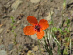 Papaver dubium stevenianum
