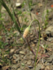 Papaver dubium stevenianum