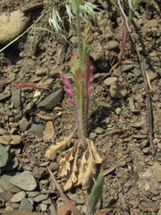 Papaver dubium stevenianum