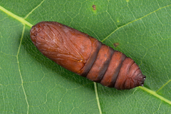 Diloba caeruleocephala