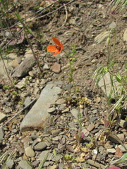 Papaver dubium stevenianum