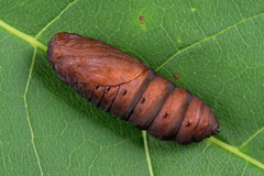 Diloba caeruleocephala