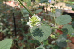 Cullen corylifolium
