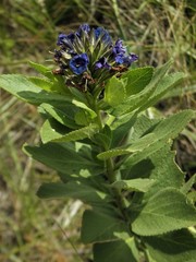 Stachytarpheta sellowiana