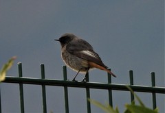 Phoenicurus ochruros