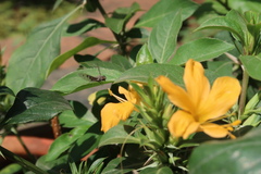 Barleria lupulina