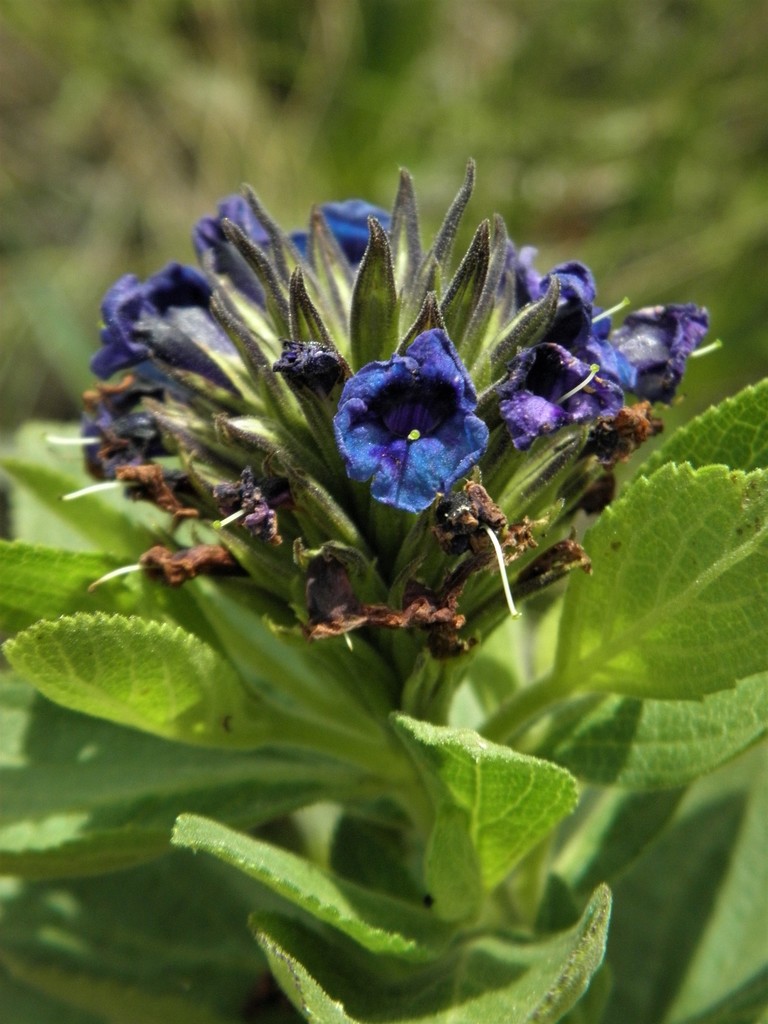 Stachytarpheta sellowiana