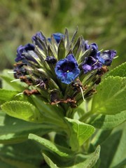 Stachytarpheta sellowiana