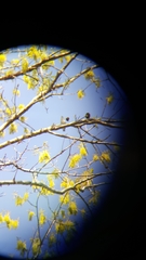 Vireo gilvus
