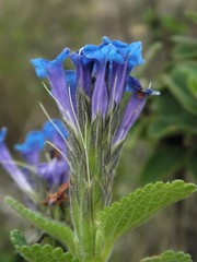 Stachytarpheta sobraliana