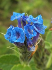 Stachytarpheta sobraliana