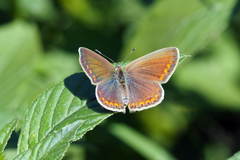 Polyommatus icarus