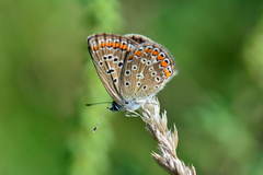 Polyommatus icarus