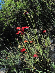 Papaver pavoninum ocellatum