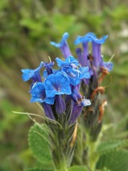 Stachytarpheta sobraliana