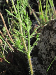 Papaver pavoninum ocellatum