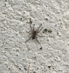 Paratrochosina amica