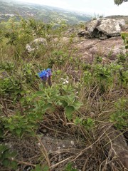 Stachytarpheta sobraliana