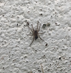 Paratrochosina amica