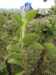 Stachytarpheta sobraliana