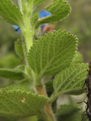 Stachytarpheta sobraliana