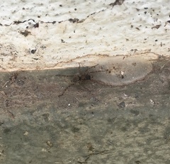 Paratrochosina amica