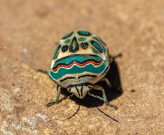 Sphaerocoris annulus