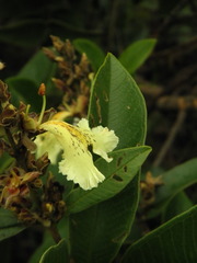 Qualea multiflora