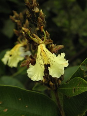 Qualea multiflora