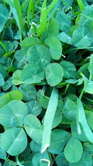 Trifolium repens