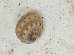 Natica caneloensis