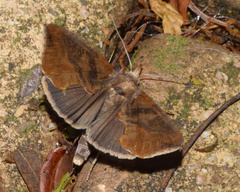 Plusiodonta natalensis