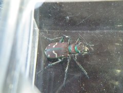 Cicindela limbalis