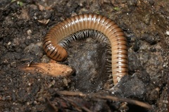 Cylindroiulus boleti