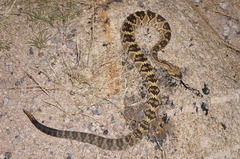 Crotalus molossus