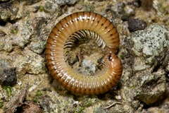 Cylindroiulus boleti