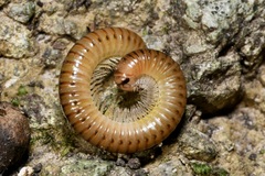 Cylindroiulus boleti