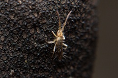 Entomobrya intermedia