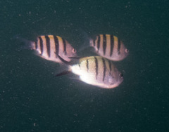 Abudefduf whitleyi