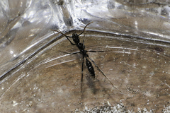 Leptogenys attenuata