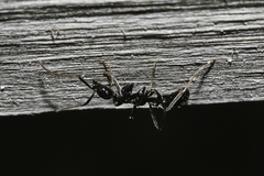 Leptogenys attenuata