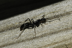 Leptogenys attenuata