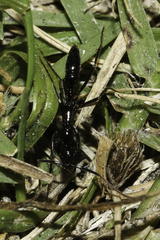 Leptogenys attenuata